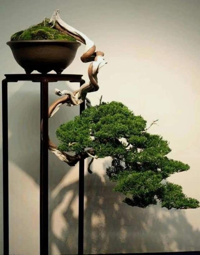 Chăm Sóc Cây Tùng – Đơn Giản Để Đổi Lấy Vẻ Đẹp Vĩnh Cửu