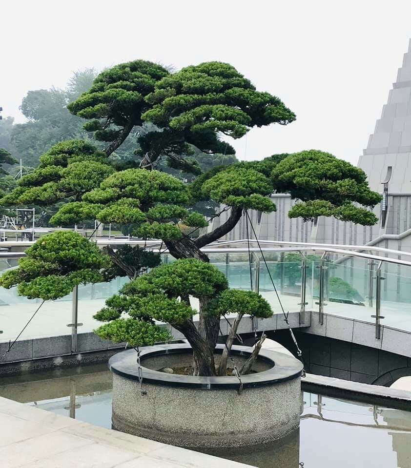 Những sai lầm thường gặp khi chọn cây cảnh cho biệt thự