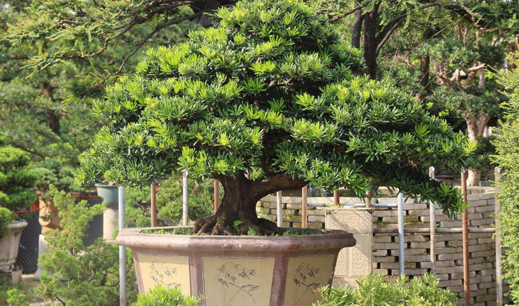 Tại sao việc chọn cây cảnh cho biệt thự lại quan trọng?