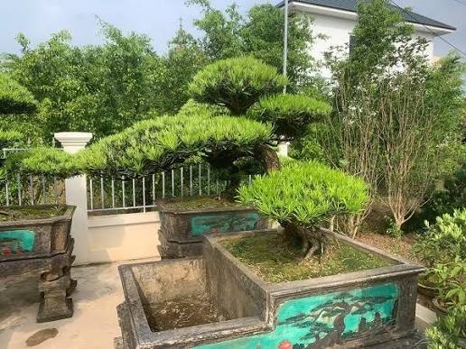 Ý Nghĩa Phong Thủy và Tinh Thần Mà Cây Tùng Mang Lại