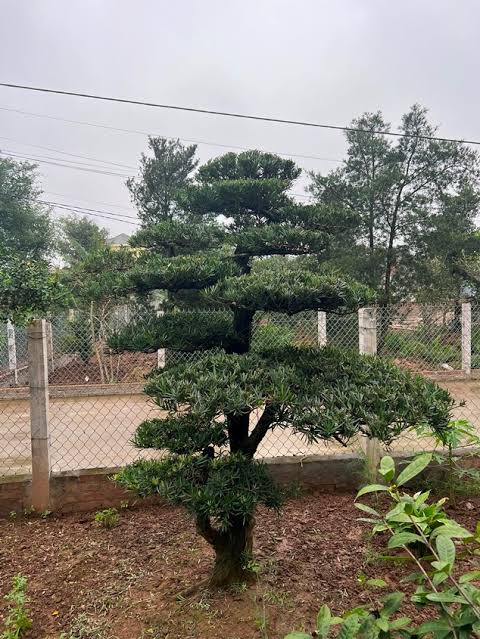 Nhà Vườn Ba Phi – Địa Chỉ Uy Tín Cho Cây Tùng Chất Lượng