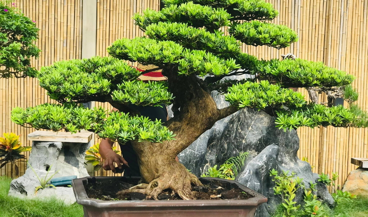 Sức Hút Vô Hình Từ Vẻ Đẹp Bất Biến Của Cây Tùng