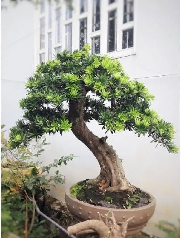 Tại Sao Thú Chơi Sưu Tầm Cây Cảnh Giá Trị Lại Nở Rộ?
