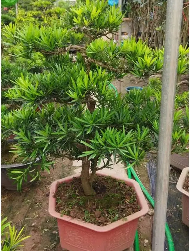 Những Ngôi Sao Trong Làng Cây Cảnh Giá Trị Hiện Nay