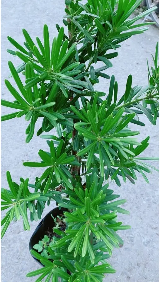 Những Tiêu Chí Đánh Giá Một Cây Cảnh Có Giá Trị Cao