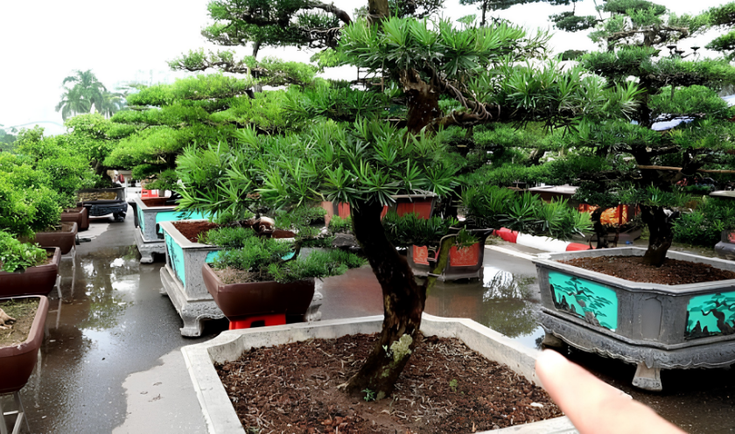 Tại Sao Cây Tùng Lại Trở Thành Lựa Chọn Hàng Đầu Cho Sân Vườn Hiện Đại?